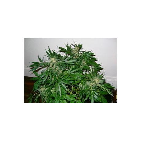 EARLY SKUNK * MR NICE NATURAL 15 SEMI REG 