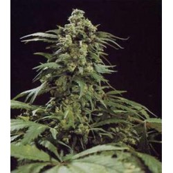 G13 X SKUNK * MR NICE NATURAL 15 SEMI REG 