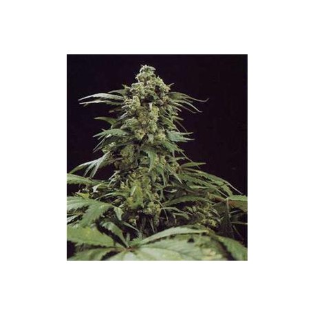 G13 X SKUNK * MR NICE NATURAL 15 SEMI REG 