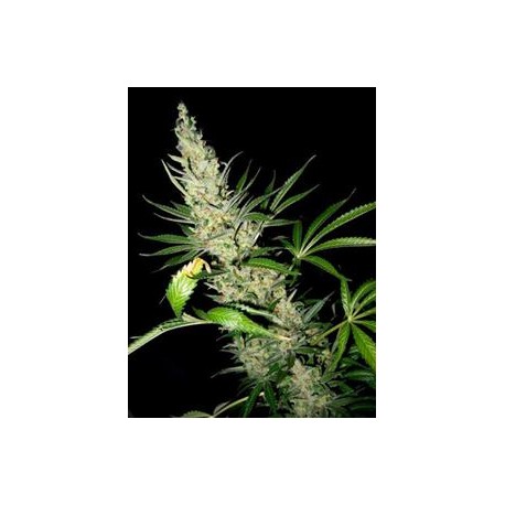 MASTER KUSH X SKUNK * MR NICE NATURAL 15 SEMI REG 