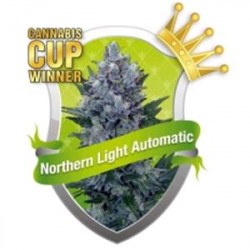 NORTHERN LIGHT AUTOMATIC * ROYAL QUEEN SEEDS 3 SEMI FEM 
