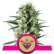 SPECIAL KUSH #1 * ROYAL QUEEN SEEDS 1 SEME FEM 