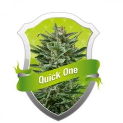 QUICK ONE * ROYAL QUEEN SEEDS 1 SEME FEM 