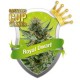 ROYAL DWARF * ROYAL QUEEN SEEDS 1 SEME FEM 