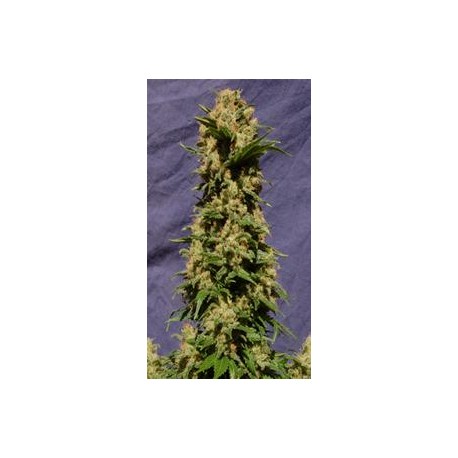 KISS * KANNABIA SEEDS 5 SEMI FEM 