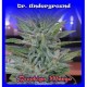 BROOKLYN MANGO * DR UNDERGROUND 2 SEMI FEM 