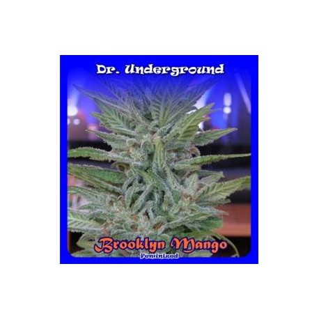 BROOKLYN MANGO * DR UNDERGROUND 2 SEMI FEM 