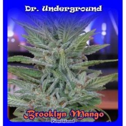 BROOKLYN MANGO * DR UNDERGROUND 4 SEMI FEM 