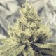 Y GRIEGA * MEDICAL SEEDS FEM 3 SEMI 