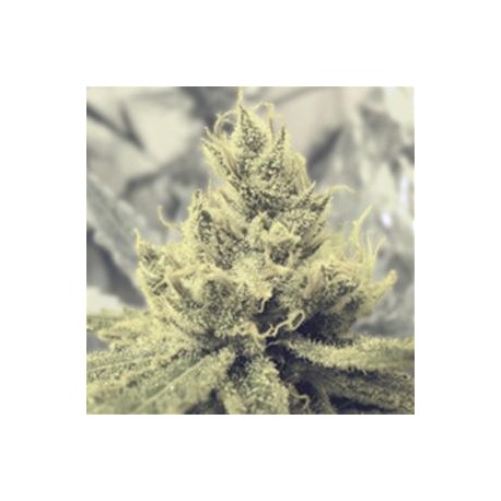 Y GRIEGA * MEDICAL SEEDS FEM 3 SEMI 