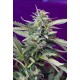 S.A.D. SWEET AFGANI DELICIOUS AUTOMATICA * SWEET SEEDS 3 SEMI FEM 