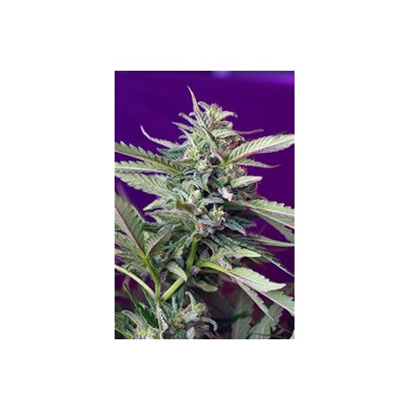 S.A.D. SWEET AFGANI DELICIOUS AUTOMATICA * SWEET SEEDS 3 SEMI FEM 