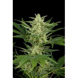 CRITICAL JACK AUTOMATICA * DINAFEM SEEDS 3 SEMI FEM