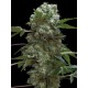 DOBLE AK-47 * PROFESSIONAL SEEDS 3 SEMI FEM