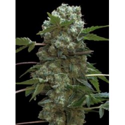 DOBLE AK-47 * PROFESSIONAL SEEDS 3 SEMI FEM