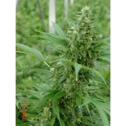 DEVIL * MR NICE NATURAL 15 SEMI REG 