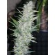 AK-48 * SAGARMATHA AUTOFLORECIENTES 5 SEMI FEM 