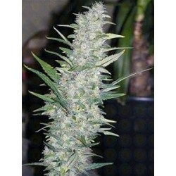 AK-48 * SAGARMATHA AUTOFLORECIENTES 5 SEMI FEM 