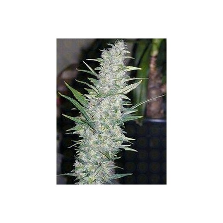 AK-48 * SAGARMATHA AUTOFLORECIENTES 5 SEMI FEM 