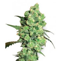 SUPER SKUNK * SENSI WHITE LABEL 3 SEMI FEM 