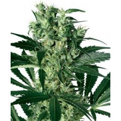 X-HAZE * SENSI WHITE LABEL 3 SEMI FEM 