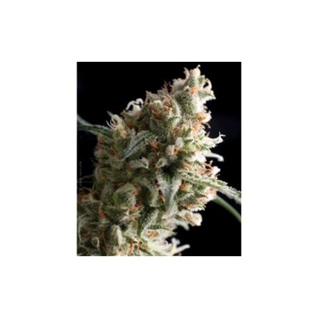 SUPER HASH * PYRAMID SEEDS 5 SEMI FEM 