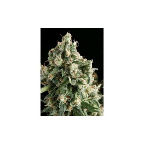 AUTO LENNON * PYRAMID SEEDS 1 SEME FEM