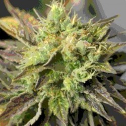 DOUBLE DIESEL RYDER * SAGARMATHA 5 SEMI FEM AUTO