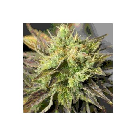 DOUBLE DIESEL RYDER * SAGARMATHA 5 SEMI FEM AUTO