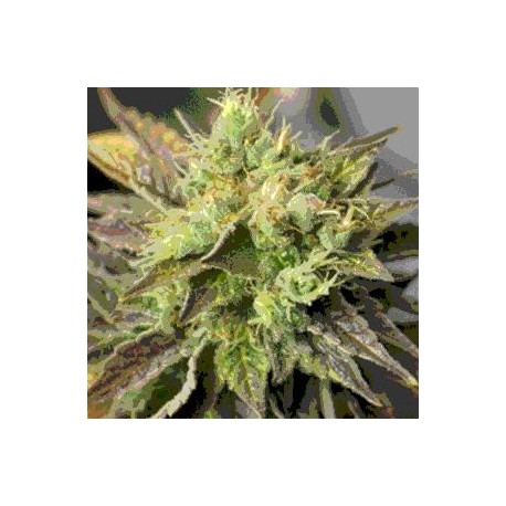 DOUBLE DIESEL RYDER * SAGARMATHA 5 SEMI FEM AUTO