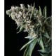 AUTO NEFERTITI * PYRAMID SEEDS FEMINIZED 1 SEME