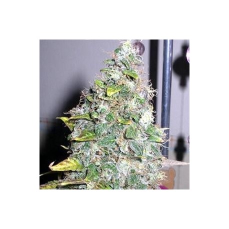 SMURFBERRY * SAGARMATHA AUTOFLORECIENTES 5 SEMI FEM 