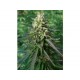 NEPAL HAZE * ACE SEEDS 10 SEMI REG