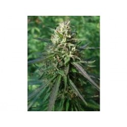 NEPAL HAZE * ACE SEEDS 10 SEMI REG