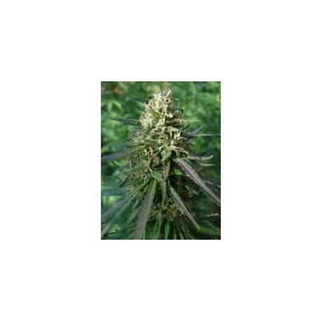 NEPAL HAZE * ACE SEEDS 10 SEMI REG