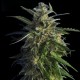 OLD EARLY SKUNK * HERO SEEDS 3 SEMI FEM
