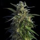 OLD EARLY SKUNK * HERO SEEDS 3 SEMI FEM