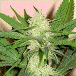 CHEEZE WRECK * SAGARMATHA FEMINIZED 5 SEMI 