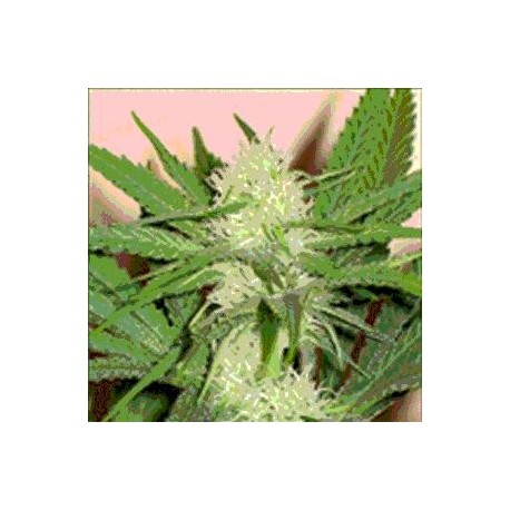 CHEEZE WRECK * SAGARMATHA FEMINIZED 5 SEMI 