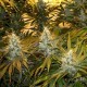 CHUNKY CHEEZE * SAGARMATHA FEMINIZED 5 SEMI 