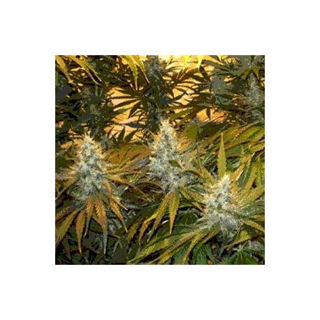 CHUNKY CHEEZE * SAGARMATHA FEMINIZED 5 SEMI 