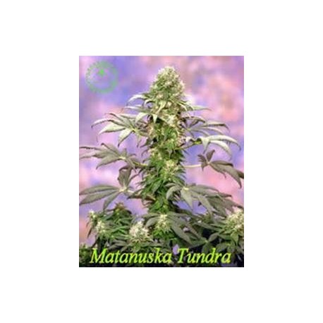 MATANUSKA TUNDRA * SAGARMATHA 5 SEMI FEM