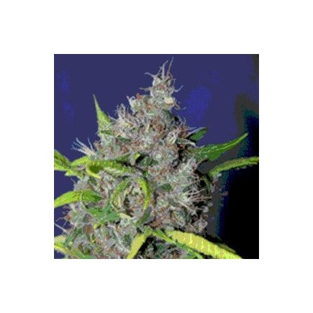 BUBBLEBERRY * SAGARMATHA 10 SEMI REG 