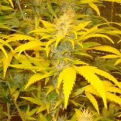 JOCK HORROR * SATIVA SEEDBANK REGULAR 10 SEMI (NIRVANA)