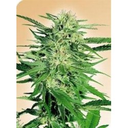 BIG BUD * SENSI SEEDS 10 SEMI FEM 