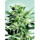 SHIVA SKUNK * SENSI SEEDS 10 SEMI FEM