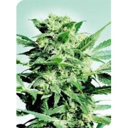 SHIVA SKUNK * SENSI SEEDS 10 SEMI FEM