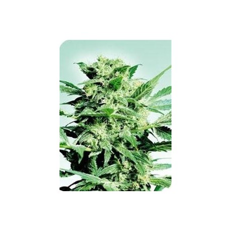 SHIVA SKUNK * SENSI SEEDS 10 SEMI FEM