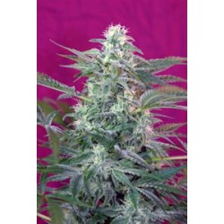 BIG FOOT * SWEET SEEDS FEMINIZED 3 SEMI 