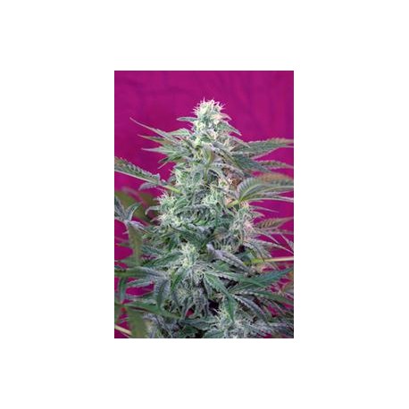 BIG FOOT * SWEET SEEDS FEMINIZED 3 SEMI 